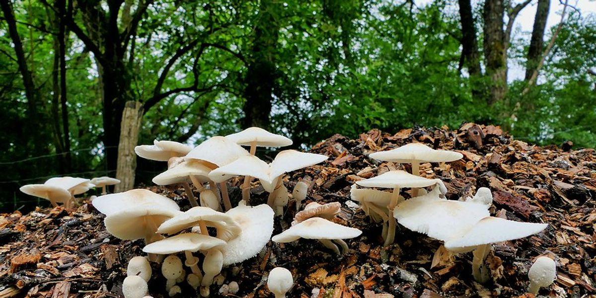 Unlocking soil's carbon storage potential through fungi