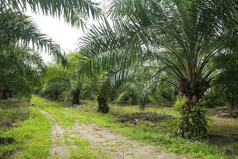 Europe's new palm oil rules stir debate over environmental protection and jobs