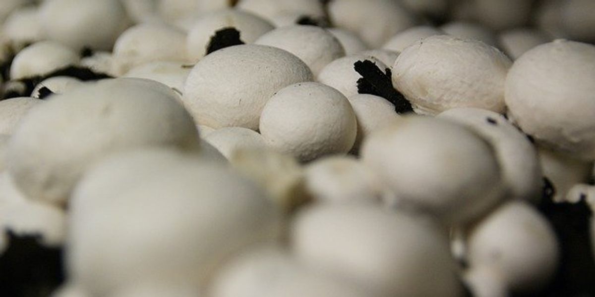 Turning mushroom waste into a resource for sustainable farming
