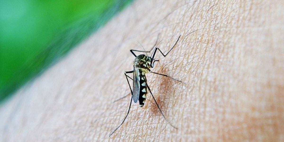 Opinion: A vacation surprise - when a mosquito bite leads to dengue fever