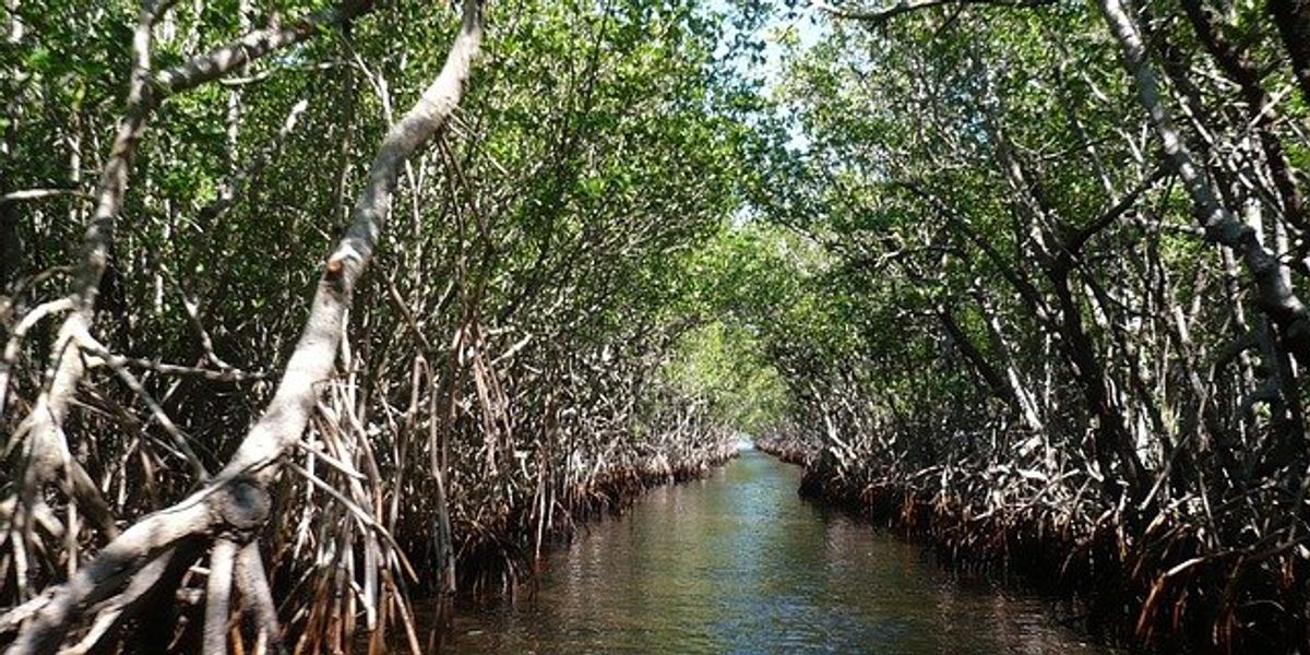 Tribal plan aims to phase out Everglades oil drilling