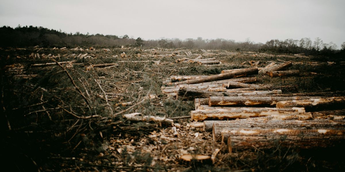Disguised ownership helps Amazon deforesters evade penalties