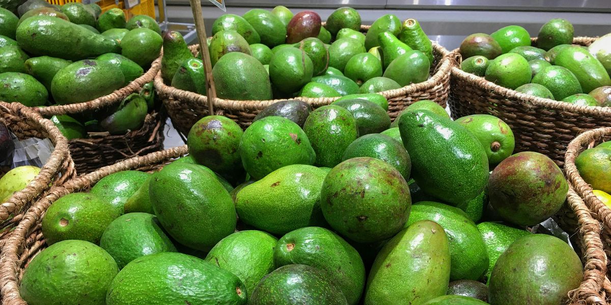 Mexican farmers protest against water-intensive avocado farming