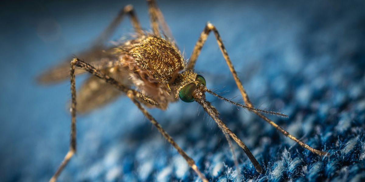 Climate crisis fuels mosquito disease spread in Europe, expert argues