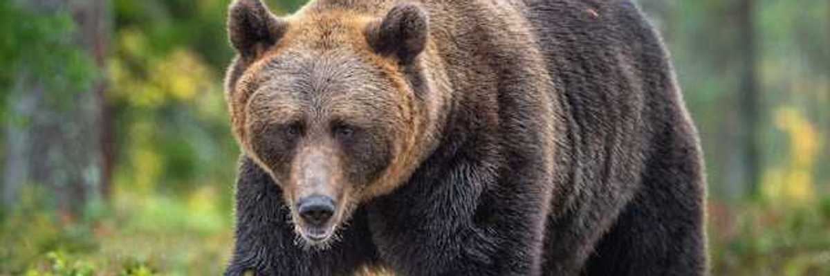 Bear attacks in Colorado are climate attacks