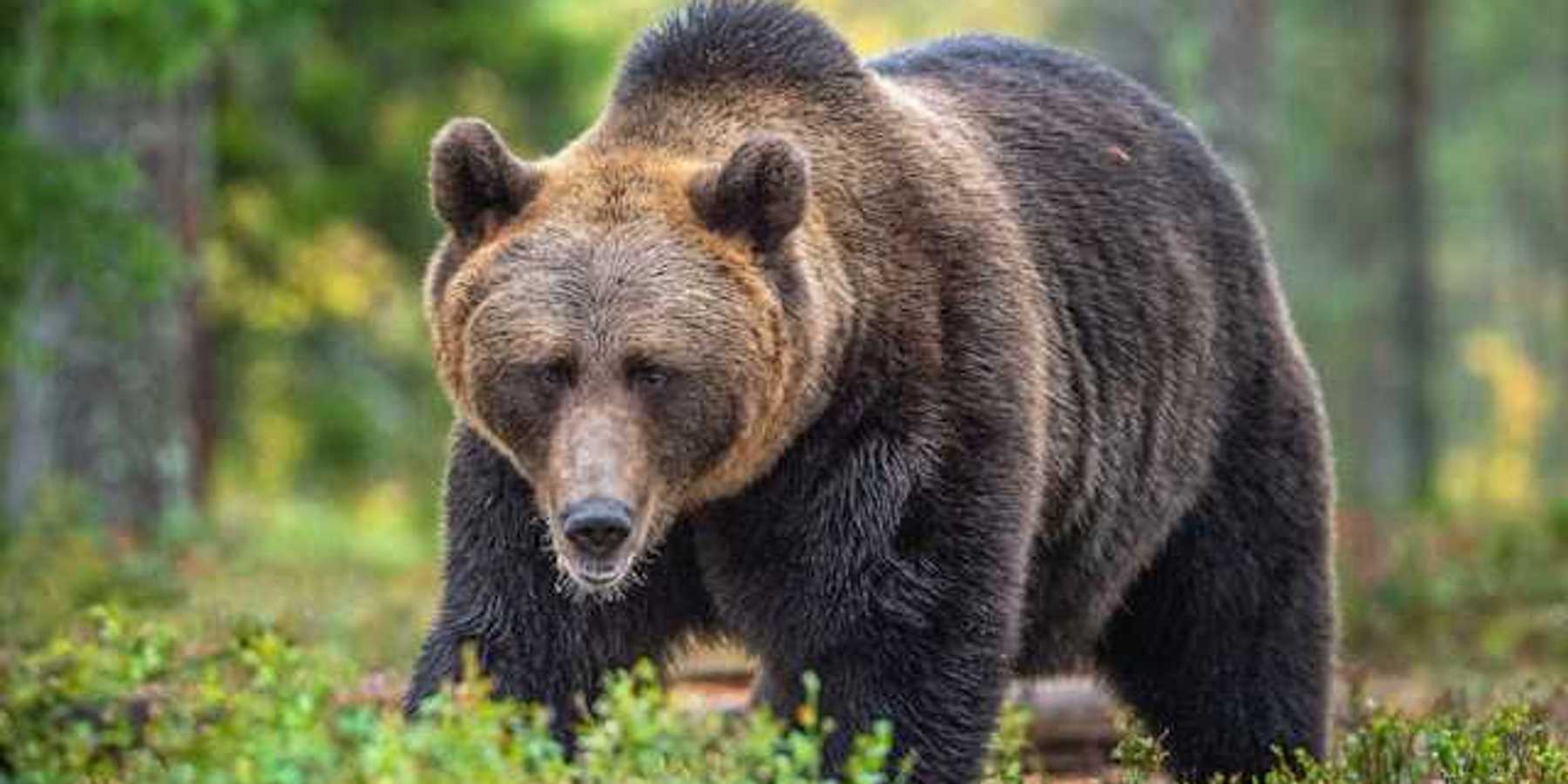 Bear attacks in Colorado are climate attacks