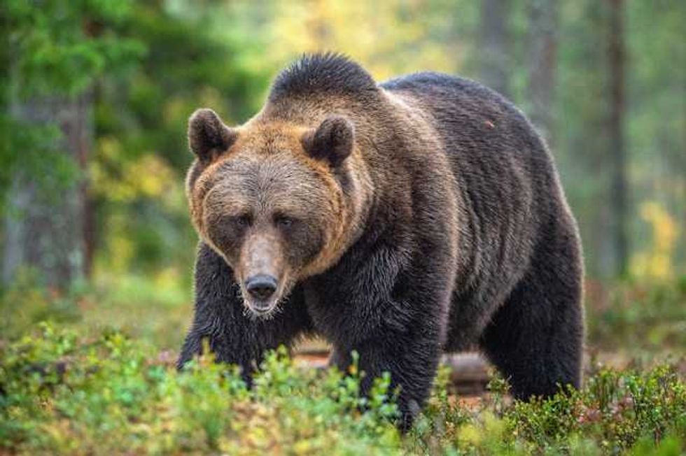Bear attacks in Colorado are climate attacks