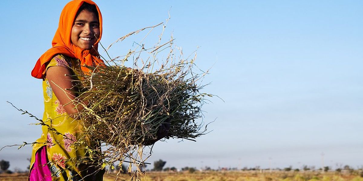 Indian woman carrying twigs with a farm field in the background.