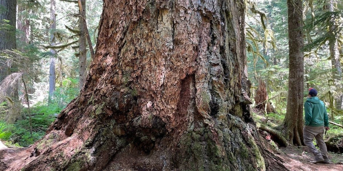 indigenous ancient forest protections