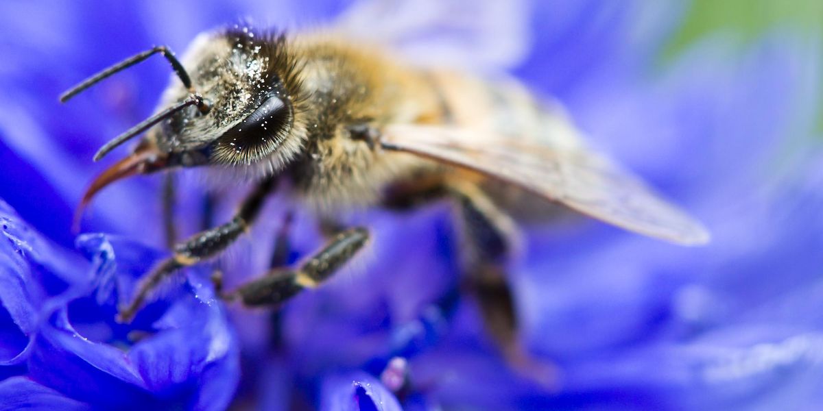 insect extinction