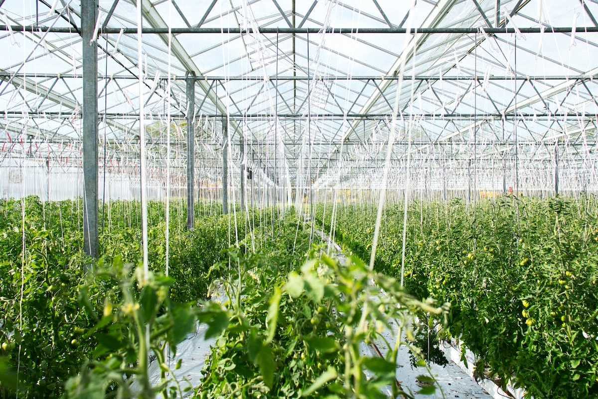 Interior of a large greenhouse