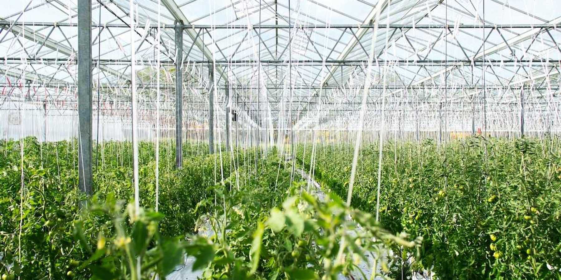 Interior of a large greenhouse