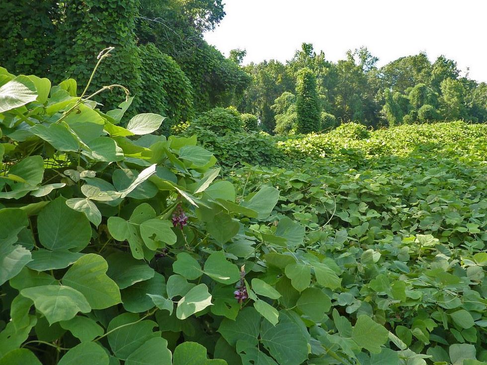 invasive species