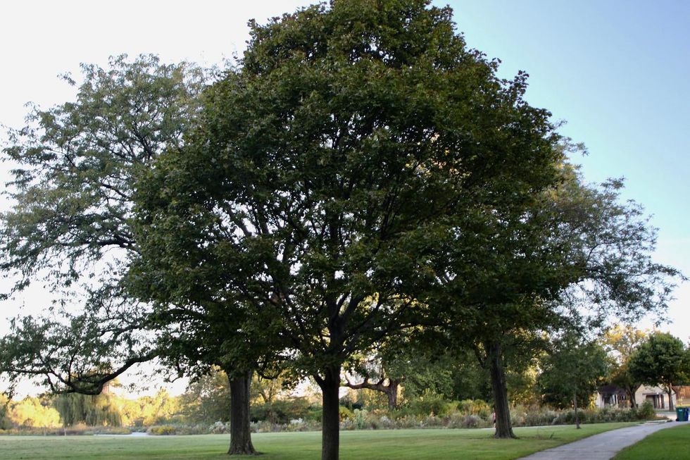 Jackson Park Chicago Obama