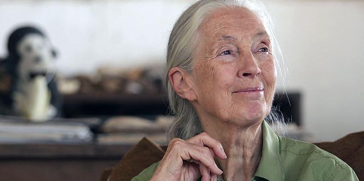 Jane Goodall call to action