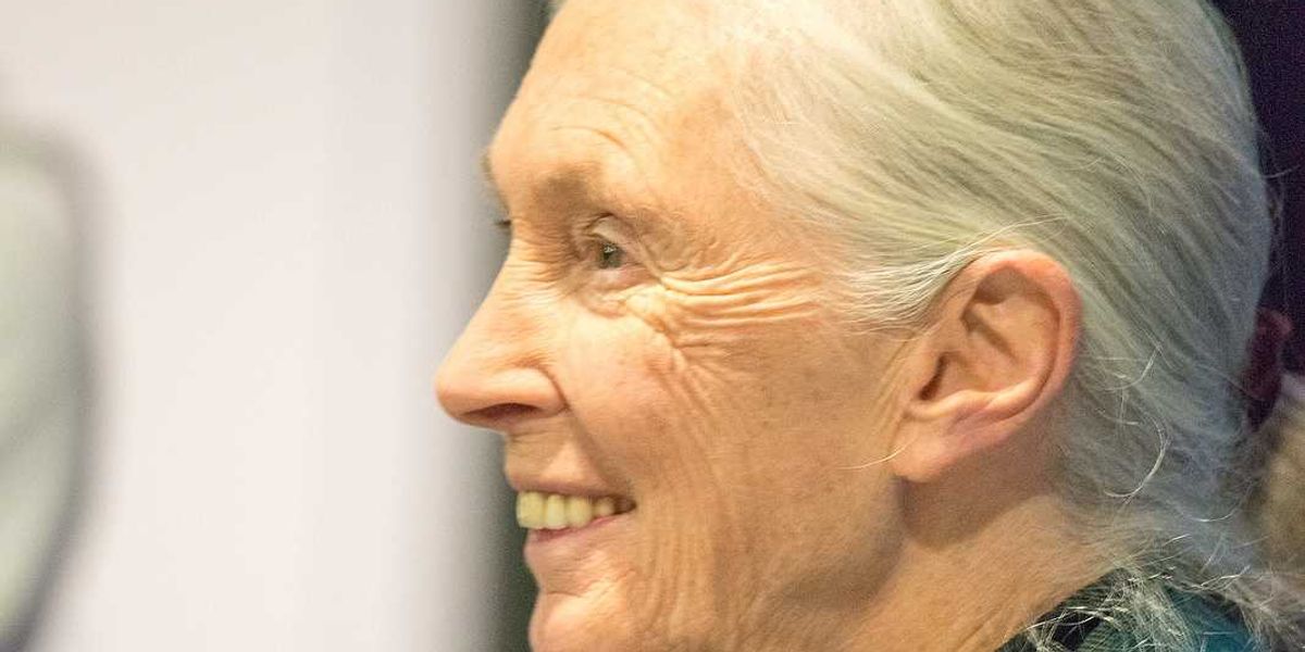 Jane Goodall, pioneering conservationist and primatologist