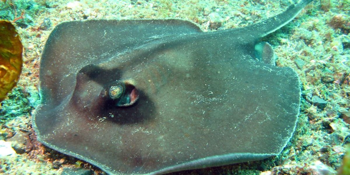 Java stingaree declared extinct after 160 years out of sight - The ...