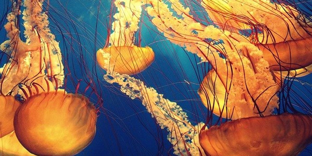 Jellyfish floating in the ocean