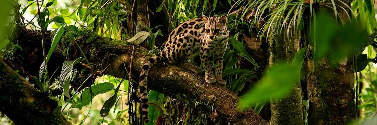 Jungle cat perched on a limb in a rainforest