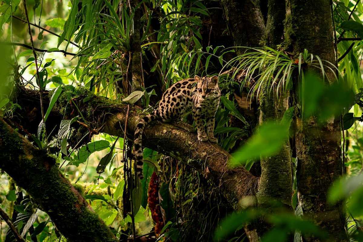 Jungle cat perched on a limb in a rainforest