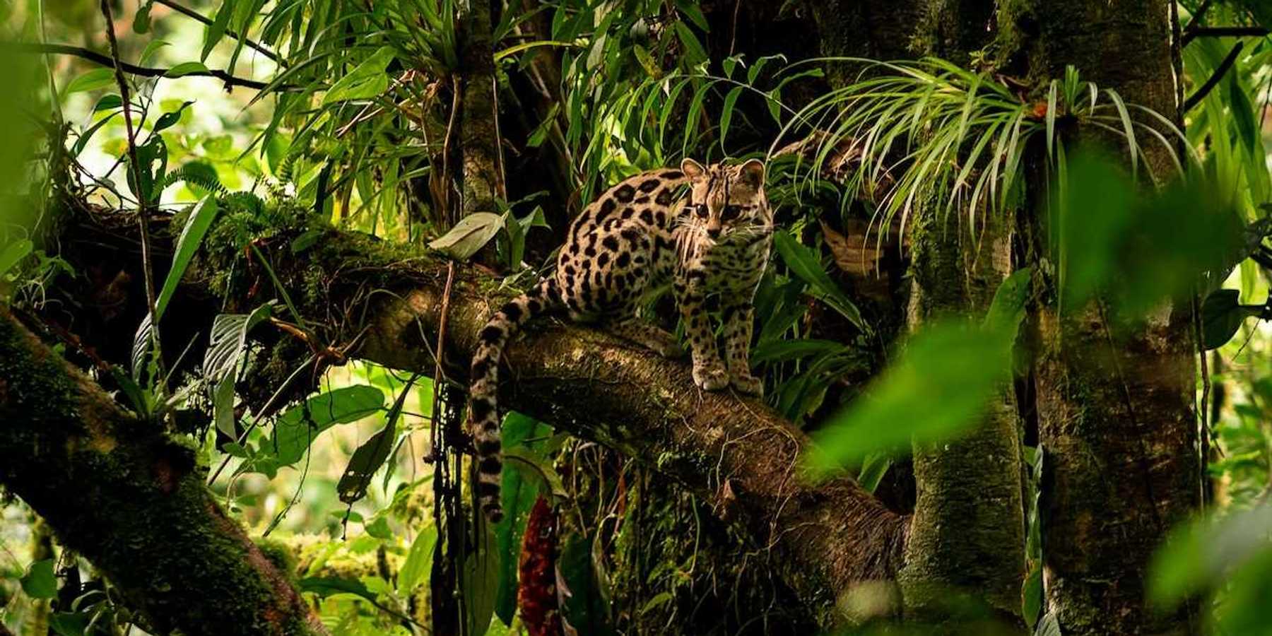 Jungle cat perched on a limb in a rainforest