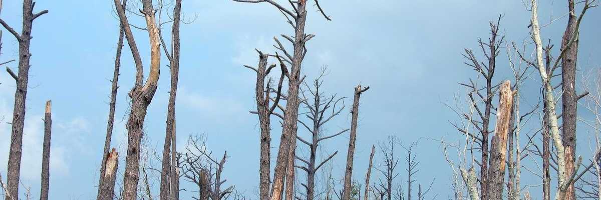 Katrina hurricane destruction, dead, dying, barren forest, still visible two years later.