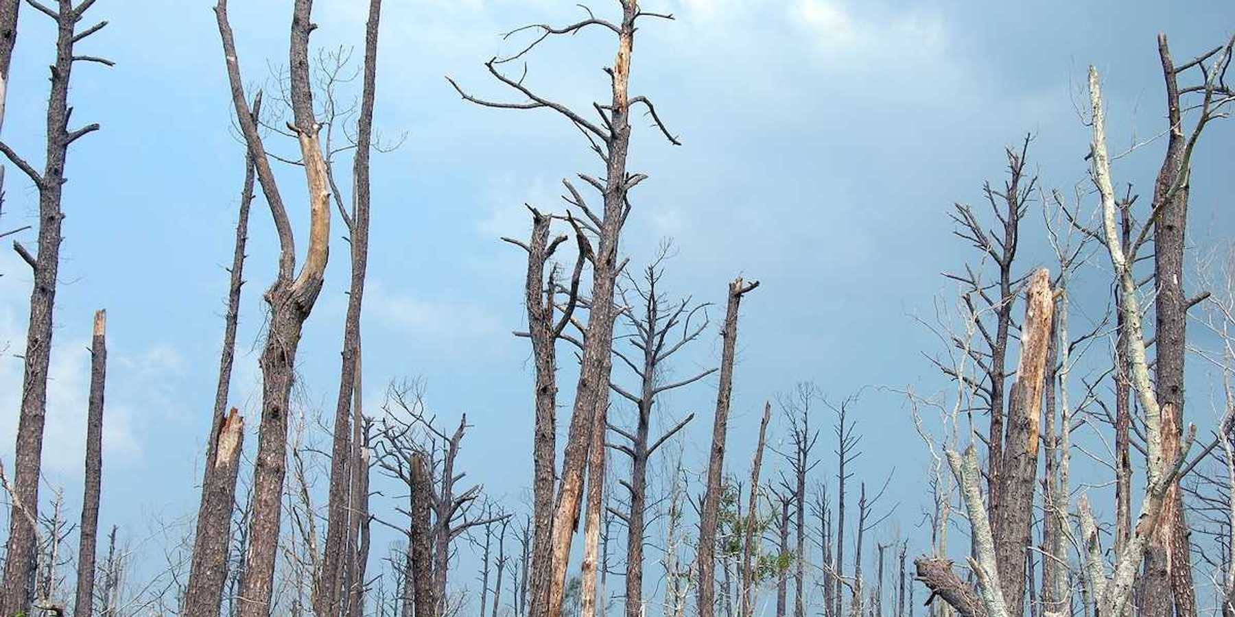 Katrina hurricane destruction, dead, dying, barren forest, still visible two years later.