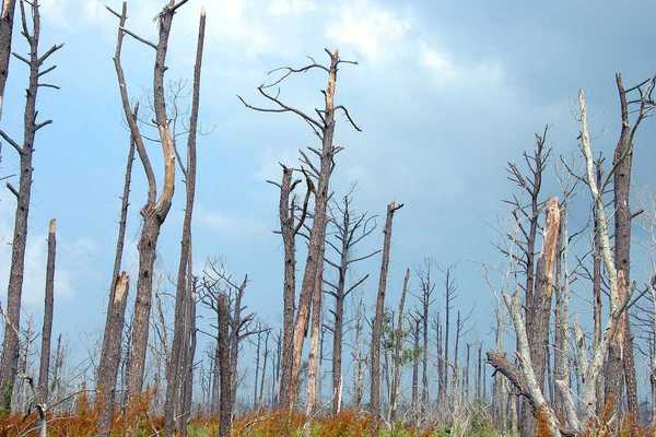 Katrina hurricane destruction, dead, dying, barren forest, still visible two years later.