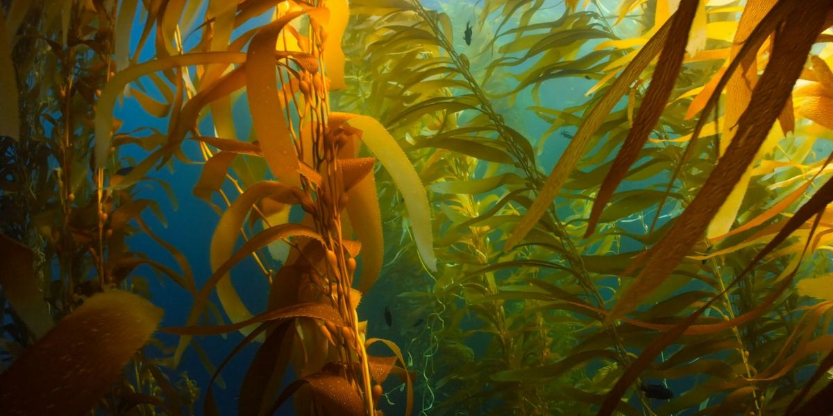 kelp forest ocean
