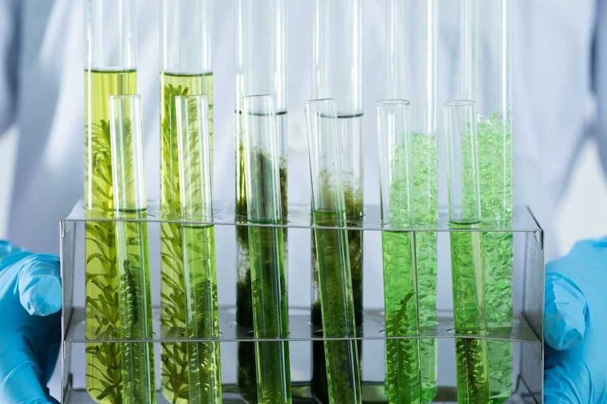 Lab worker wearing blue protective gloves holding a rack with test tubes containing plant specimens.