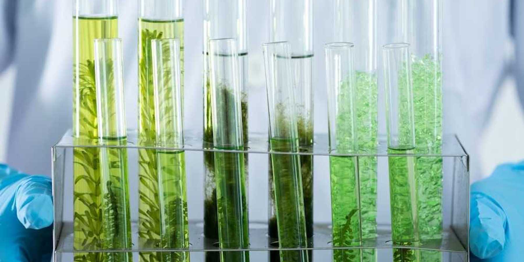 Lab worker wearing blue protective gloves holding a rack with test tubes containing plant specimens.