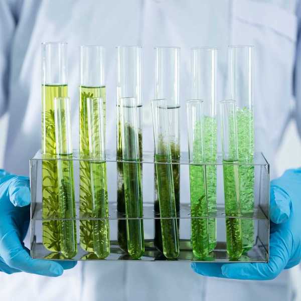 Lab worker wearing blue protective gloves holding a rack with test tubes containing plant specimens.
