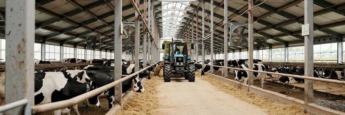 Large scale dairy operation: Open stall barn with dairy cows being fed from a tractor.