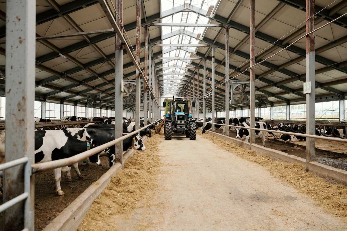 Large scale dairy operation: Open stall barn with dairy cows being fed from a tractor.