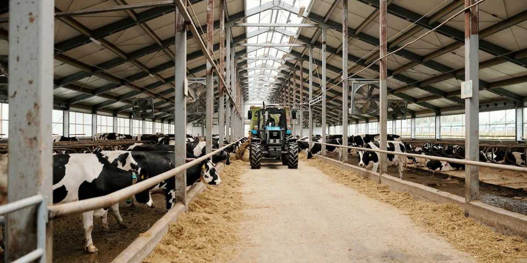 Large scale dairy operation: Open stall barn with dairy cows being fed from a tractor.