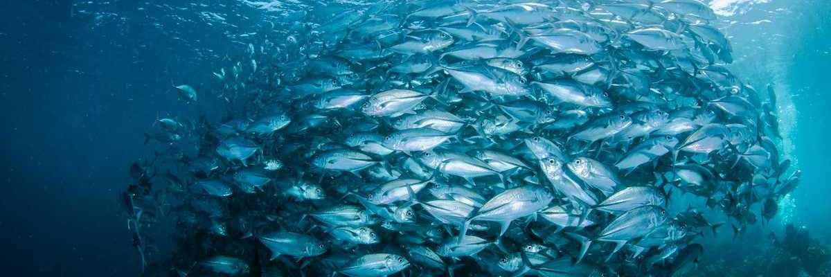 Large school of fish in a tight underwater cluster