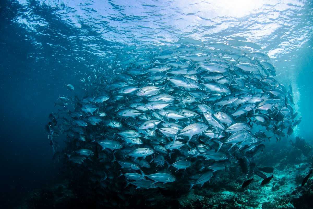 Large school of fish in a tight underwater cluster