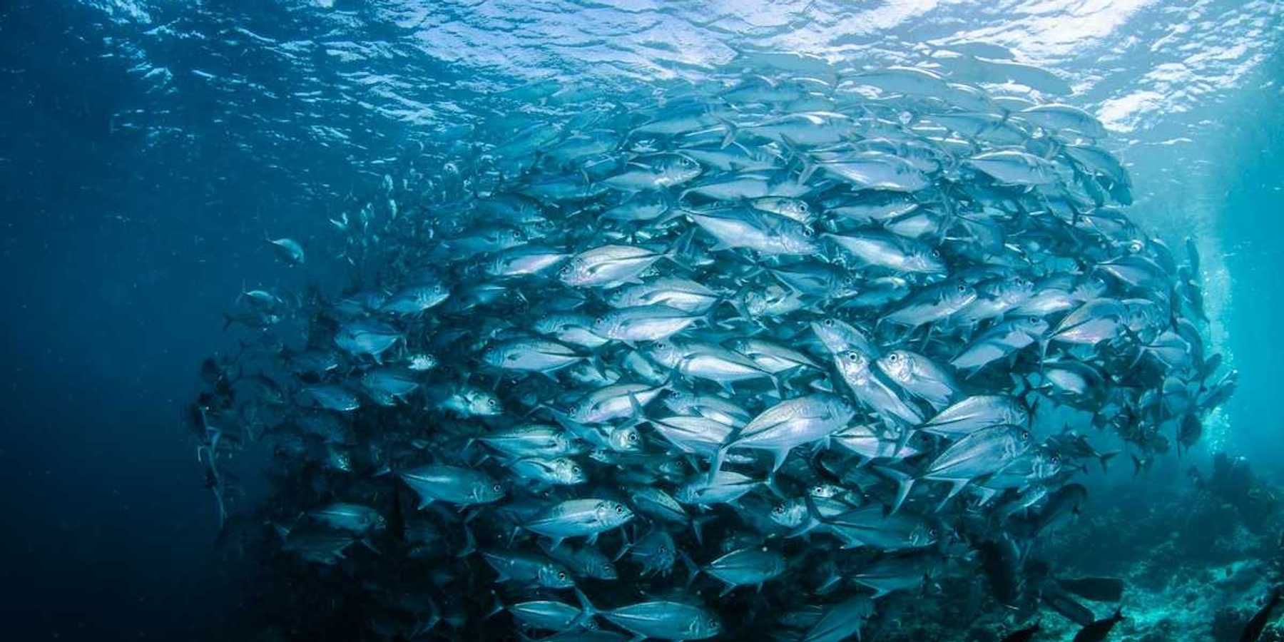 Large school of fish in a tight underwater cluster