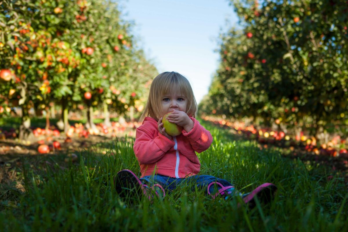 Little girl sitting on green grass in an apple orchard holding green apple during daytime.