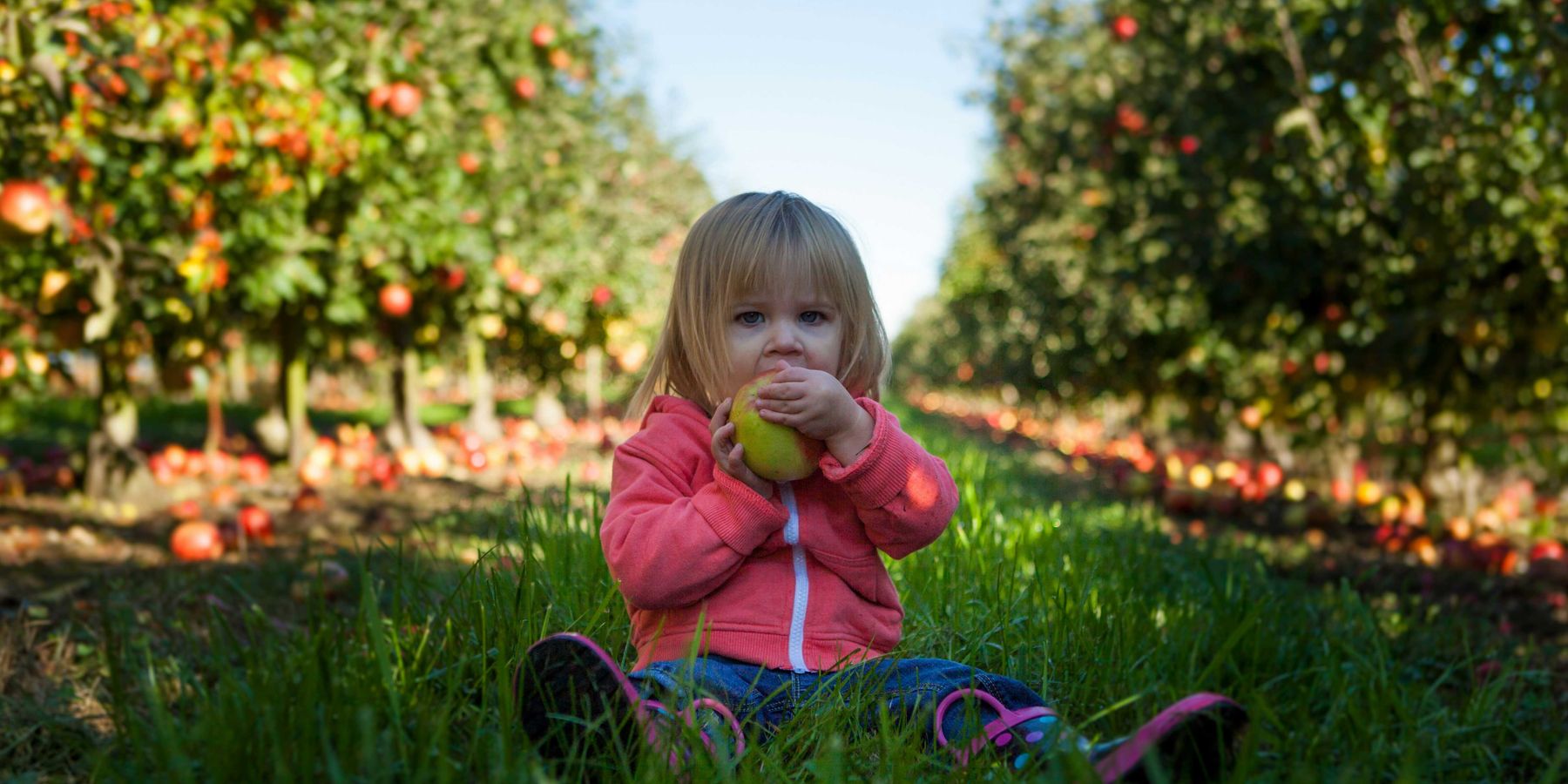 Little girl sitting on green grass in an apple orchard holding green apple during daytime.