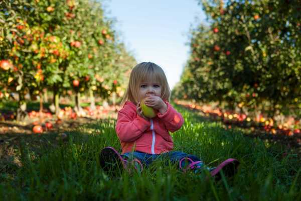 Little girl sitting on green grass in an apple orchard holding green apple during daytime.