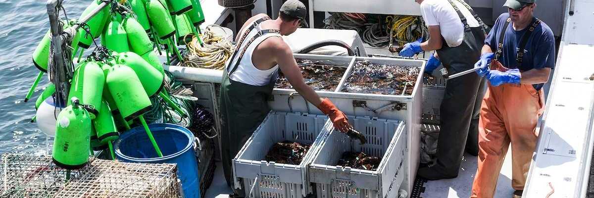 Lobster men keeping Maine's sorting live lobsters to be sold at the docks at the end of their work day in Vinalhaven Island Maine.