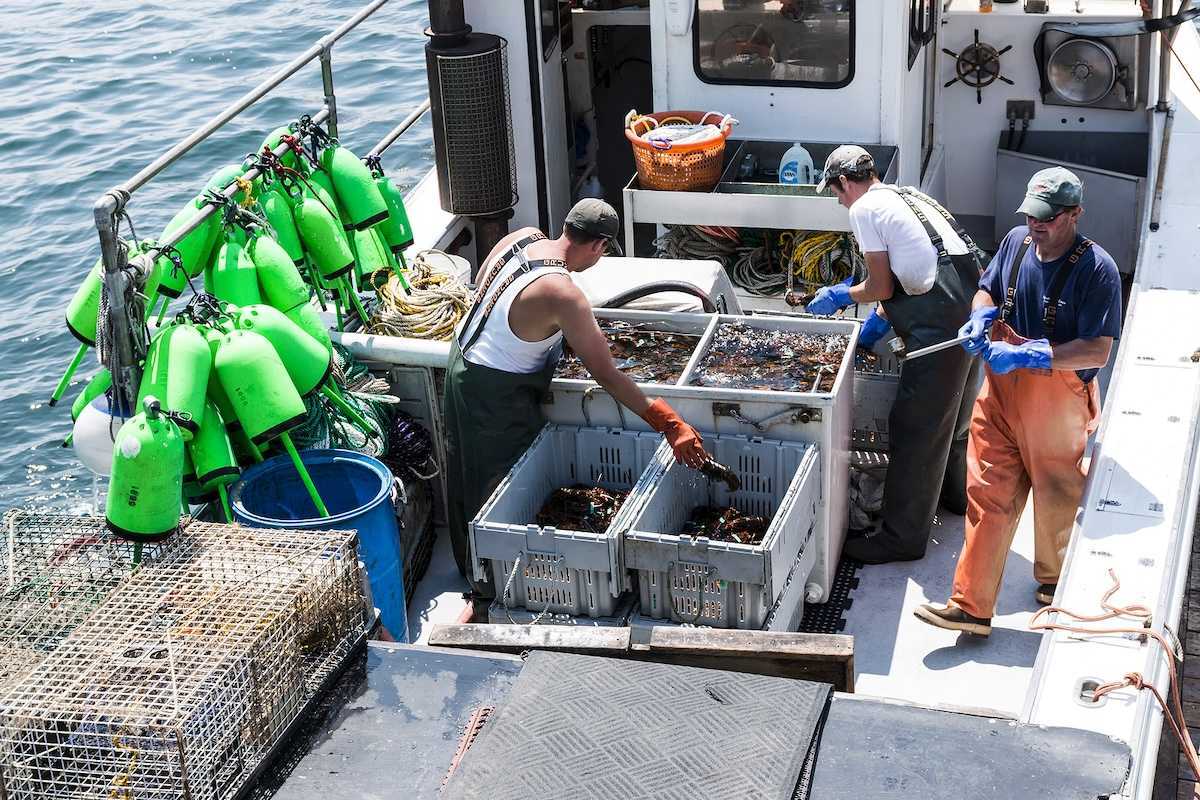 Lobster men keeping Maine's sorting live lobsters to be sold at the docks at the end of their work day in Vinalhaven Island Maine.