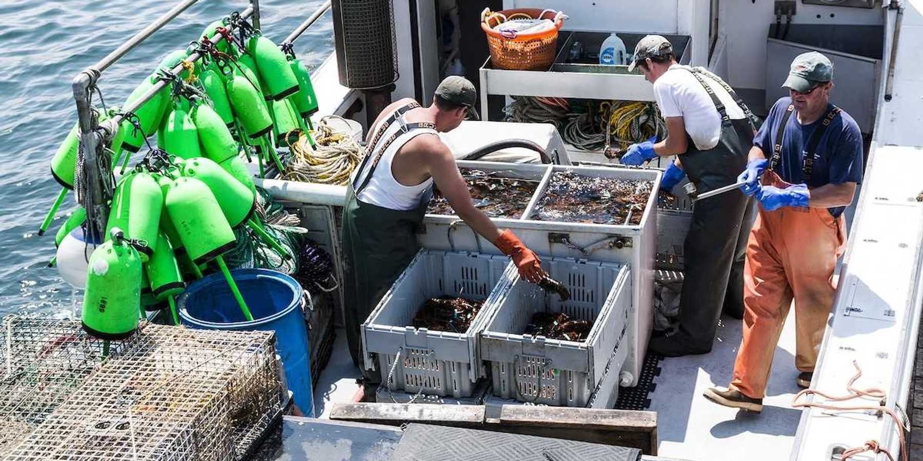 Lobster men keeping Maine's sorting live lobsters to be sold at the docks at the end of their work day in Vinalhaven Island Maine.