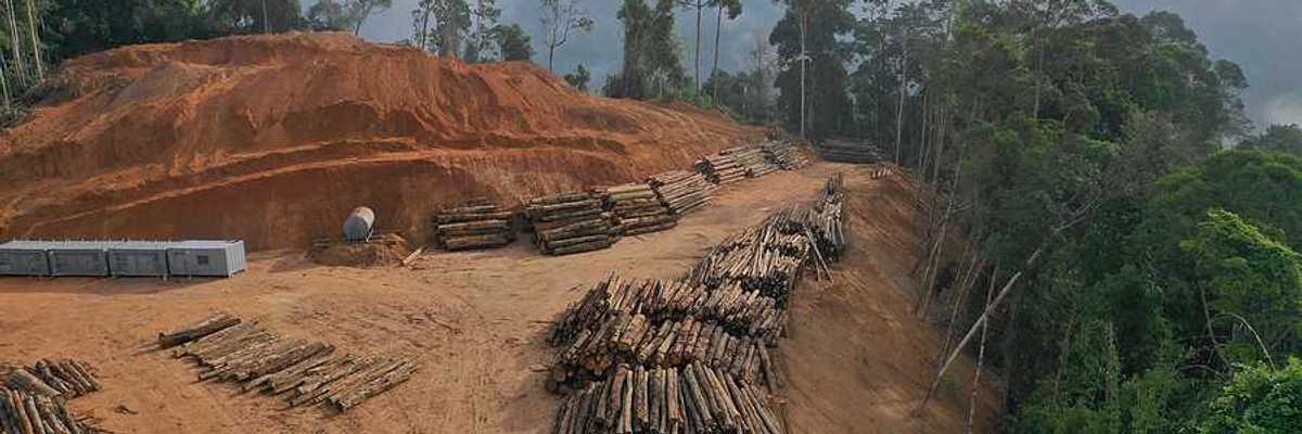 Log landing in Asian rainforest indicative of deforestion in Indonesia