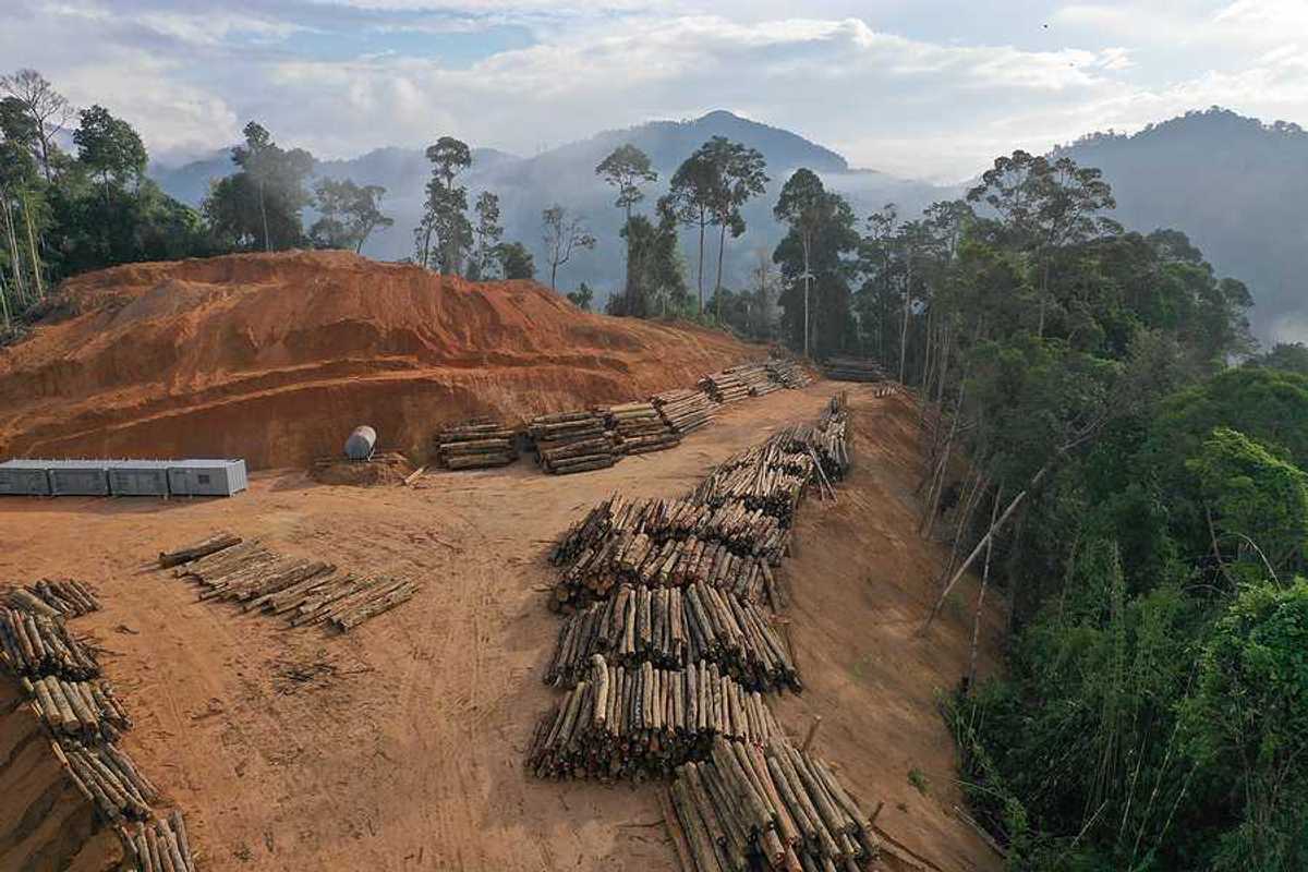 Log landing in Asian rainforest indicative of deforestion in Indonesia