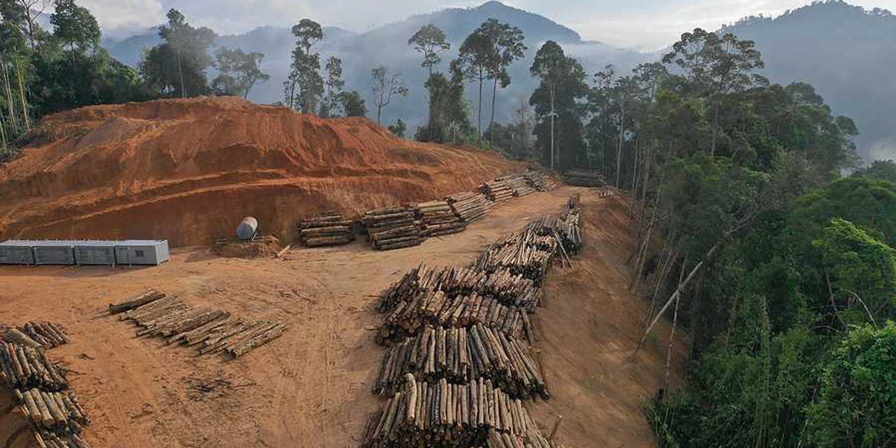 Log landing in Asian rainforest indicative of deforestion in Indonesia