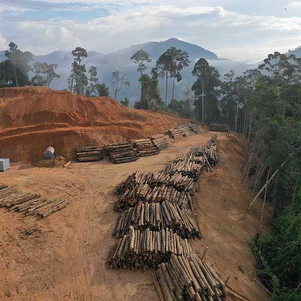 Log landing in Asian rainforest indicative of deforestion in Indonesia