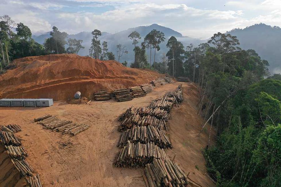 Biomass power surge in Indonesia threatens tropical forests
