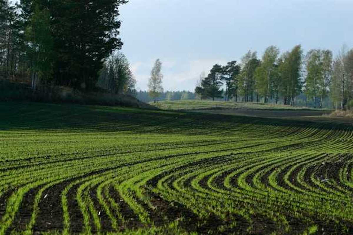 Low rows of plants in an agricultural field with trees on hills in the distance
